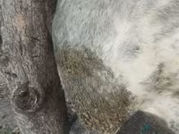 Bou, Belgian Blue — foto 4