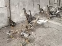 Ducks — عکس 3
