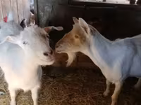 Koza, Saanen goat — fotografija 1