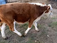 วัวตัวผู้, Swiss cattle — รูปภาพ 7