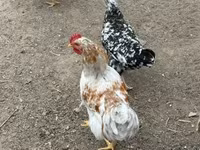 Chickens — foto 3