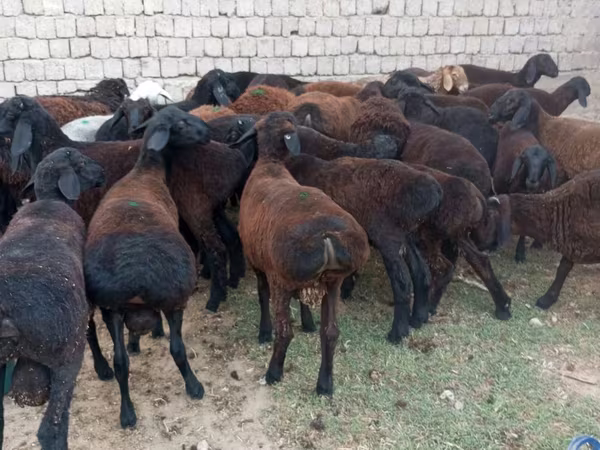公羊, Blackheaded Persian sheep