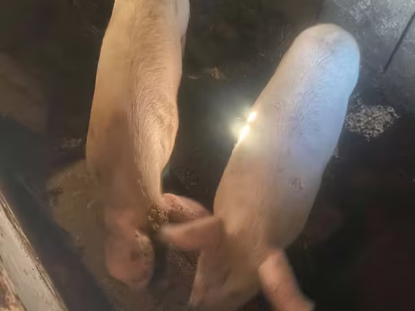 สุกร (เป็นล็อต, ไม่ระบุเพศ), หมู