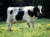 Bou, Simmental cattle — foto 2