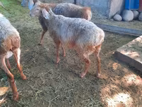 میش, Rhon sheep — عکس 4