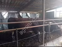 Bull, Cattle — photo 1