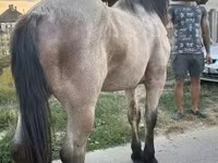 Koń, Hungarian horse breed — zdjęcie 2