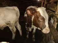 گاو نر, Simmental cattle — عکس 3