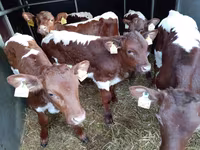 Bou, Simmental cattle — foto 3