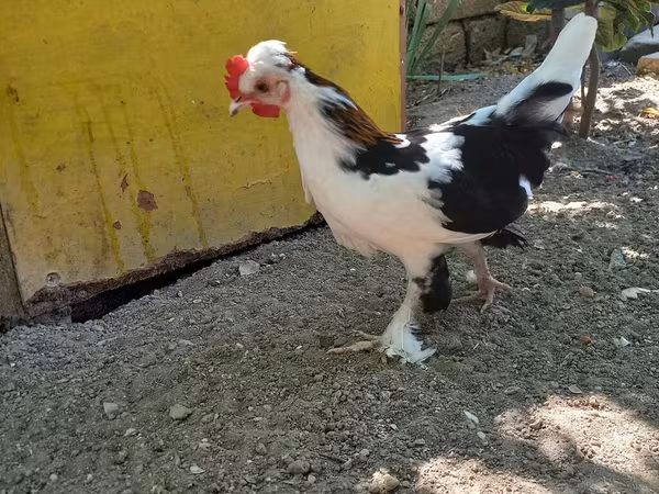 Bantam giapponese
