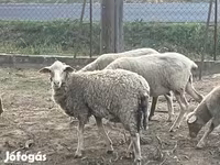 قوچ, Racka sheep — عکس 2
