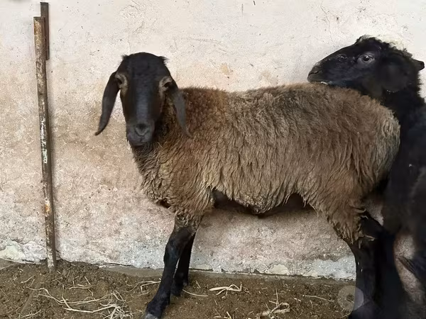 Ovce, Blackheaded Persian sheep