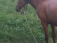 Hingst, Heste — foto 5