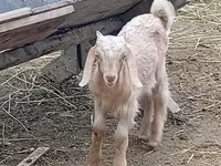 Țap, Damask goat — foto 1