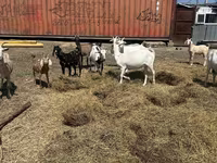 Koza, Saanen goat — zdjęcie 1