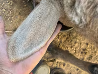Ovce, Arashan sheep — foto 8