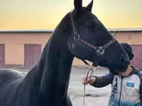 Faras dhaddig, Akhal-Teke — sawirka 4