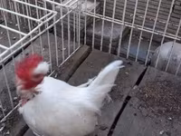 Данська курка — фото 8