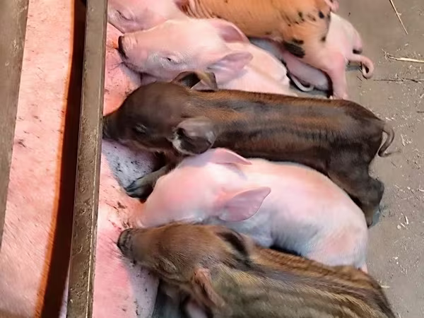 பன்றிகள் (தொகுதி, பாலினம் குறிப்பிடப்படவில்லை), Дюрок
