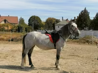 Hoppe, Heste — foto 4