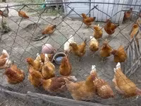 Chickens — foto 2