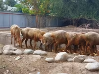 Kambing betina, Arashan sheep — foto 5