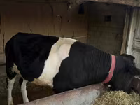 Bydło (partia, płeć nieokreślona), Russian Black pied cattle — zdjęcie 3