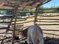 Bulle, Simmental cattle — Foto 7