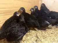 Australian Pit Game fowl — sawirka 6