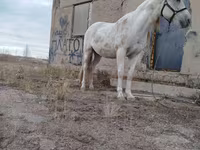 Caballo, Caballos — foto 1
