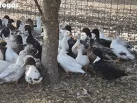 Ducks — ፎቶ 4