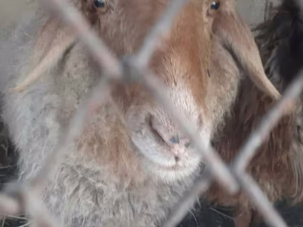 Domba jantan, Sheep — Uzbekistan