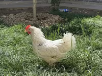 Chickens — عکس 3