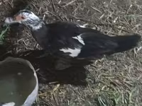 Ducks — รูปภาพ 2