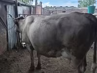 گاو ماده, Latvian Blue cattle — عکس 3
