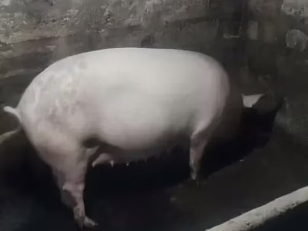 암퇘지, Крупная белая
