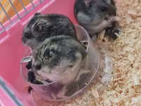 Cırtdan hamsterlər və tam avadanlıqlı qəfəs dəsti 2 qəfəs böyük və — fotografija 1