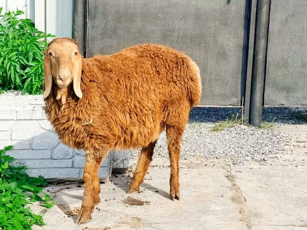 숫양, Hissar sheep