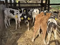 گاو نر, Simmental cattle — عکس 4