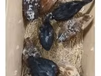 Chickens — photo 2