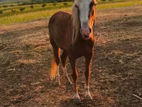 Kuda betina, Horses — foto 3