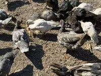 Muscovy domestica — foto 1