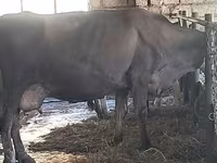 암소, Swiss cattle — 사진 6