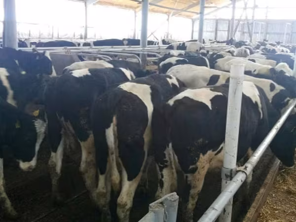 گائے, Russian Black pied cattle — روس