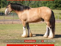 Cal, Gypsy horse — foto 1