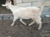 Koza, Kozy — foto 2