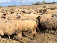 میش, گوسفند — عکس 3