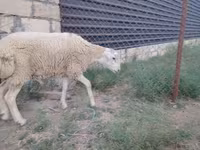قوچ, گوسفند — عکس 3