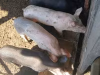 Schweine (Partie, Geschlecht nicht angegeben), Крупная белая — Foto 2