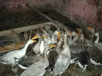 Geese — 사진 1